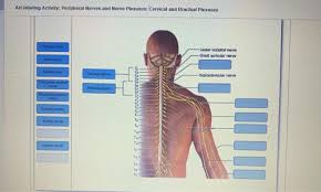 La cirugía puede ser necesaria para reducir la. Art Labeling Activity Peripheral Nerves And Nerve Chegg Com