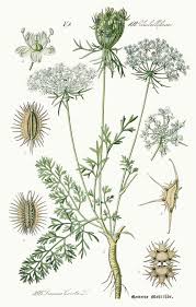 Image result for Daucus carota