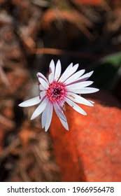 Image result for Gerbera viridifolia