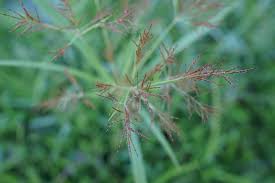 Image result for Cyperus distans