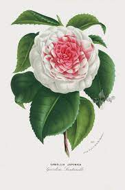 1845 Charles Lemaire Flore Des Serres Et Des Jardin Camellia Prints Flower Illustration Botanical Prints Vintage Botanical Prints