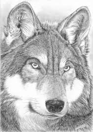 Graphite Sur Format 20 X 30 Dessin De Loup Peinture De Loup Tete De Loup Dessin