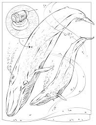 Coloring Book Animals A To I Whale Coloring Pages Coloring Pages Nature Shark Coloring Pages