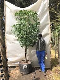 Image result for Cussonia spicata