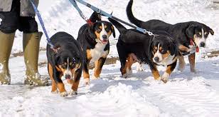 Entlebucher mountain dog data's akc novice agility debut. Passt Der Entlebucher Sennenhund Zu Mir Alle Sennenhunde