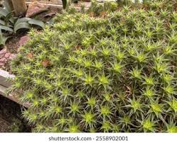 Image result for Geigeria brevifolia