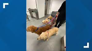 We are gold status breeders with the american kennel club (akc) meaning our paperwork and facility is always in pristine order, and we never cage our dogs. Austin Rescue Group Saving 13 Golden Retrievers From Turkey Kvue Com