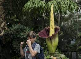Like a decomposing body, the inside of the flower heats up to help distribute the smell. Corpse Flower Visitors Line Up To Sniff Rare Once In A Decade Bloom That Smells Of Rotting Bodies