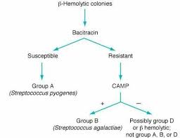 Beta Hemolytic Streptococcus Agalactiae Streptococcus