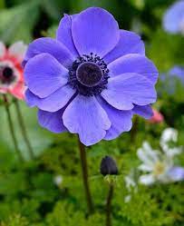 30 X Blue Anemone Mr Fokker Corms Anemone Coronaria Free Uk Postage Types Of Purple Flowers Anemone Flower Bulb Flowers