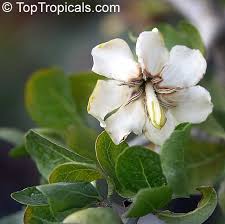 Image result for Gardenia cornuta