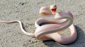 21 Of The World S Most Dangerous Snakes Animal Epic Animals Nature Photos Life Culture Albino Animals Snake Baby Snakes