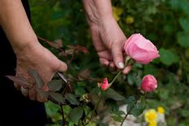 Das rosen schneiden ist eine pflegemaßnahme um die rosen gesund zu erhalten. Rosen Schneiden Nach Der Blute So Pflegen Sie Sie Richtig