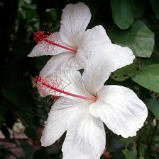 Image result for Hibiscus kirkii