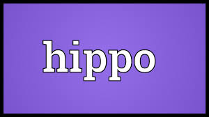 Hippo Meaning Youtube
