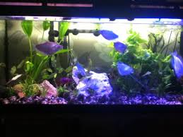 In terms of temperament, dwarf gourami are generally very peaceful and a great addition to community aquariums. Photo 1 New Tank Clown Loach Pearl Gourami Betta Ma