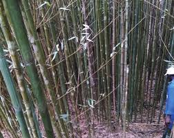 Image result for Oreobambos buchwaldii