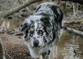 Browse aussie breeders in pa, as well as indiana, new york, ohio. The Blue Merle Australian Shepherd Complete Guide Pictures