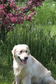 Goldenridge Kennels New England Breeder Of Fine Quality Golden Retrievers Golden Retriever Retriever Kennel