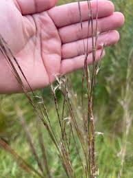 Image result for Schizachyrium jeffreysii