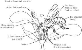 What is the interaction of insects and flowers? Honeybees And Rapeseed A Pollinator Plant Interaction Sciencedirect