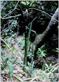 Image result for Isoglossa milanjiensis