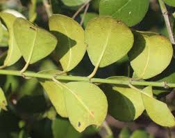 Image result for Scutia