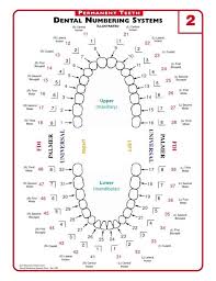 dentaltown the three permanent teeth dental numbering