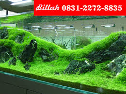 Demikianlah informasi tentang harga plastik mulsa baik untuk penggunaan pertanian maupun pertambakan, semoga bisa menjadi referensi bagi anda yang ingin. Murah Wa 62 831 2272 8835 Hiasan Akuarium Plastik Rumput Sintetis Aquarium Rumput Sintetis Aquascape Jual Rumput Sintetis Aquarium Rumput Sintetis Buat Aquarium Jual Rumput Sintetis Untuk Aquarium Harga Rumput Sintetis Buat Aquarium Rumput