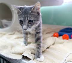 Alachua county, gainesville, fl id: Big Free Pet Adopt A Thon Begins Friday In Gainesville