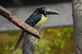 Image result for Ozoroa viridis