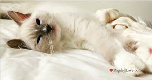Read indepth ragdoll cat breed facts including popularity rankings, average prices, highlights and ragdolls are relative newcomers to the cat world, but already they are finding their way into the. What You Need To Know About The Real Costs Of Owning A Ragdoll Cat
