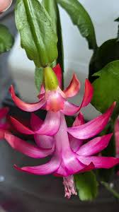 Do you use a spray mister