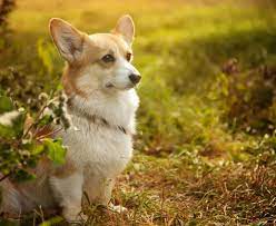 Welsh Corgi Pembroke Der Hund Der Queen Mydog365 Magazin
