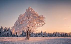 So optimierst du belichtung, kontrast und weißabgleich bei wintermotiven. Bild Mit Dicken Schnee Bedeckten Baum Hintergrundbilder Winter Schneebilder Winterbilder