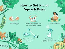 We did not find results for: How To Get Rid Of Squash Bugs