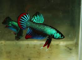 Wild Type Bettta Imbellis Male 6 Betta Betta Fish Betta Tank