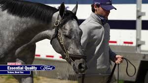 See who is a fan of essential quality. Derby Horse Arrival Essential Quality Youtube