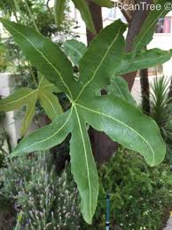 Image result for Cussonia natalensis