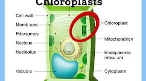 Animal cells have centrosomes (or a pair of centrioles), and lysosomes, whereas plant cells do not. Chloroplasts Definition Function Structure Youtube