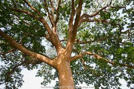 Image result for Canarium schweinfurthii