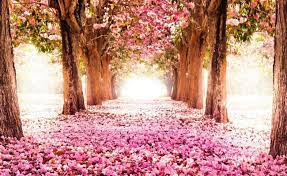 Download Cherry Blossom Wallpaper For Ipad Pro High Quality Hd Wallpaper In 2k 4k 5k 8k 10k Resolution Fo Cherry Blossom Wallpaper Spring Wallpaper Tree Tunnel