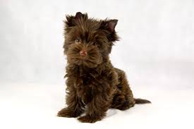 kopek dunyasi adli kullanicinin 2021 satilik yorkshire terrier fiyatlari panosundaki pin yorkshire terrier yavru kopek yorkshire