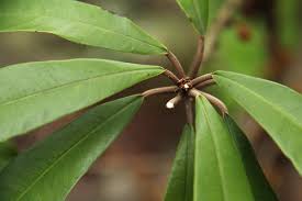 Image result for Englerophytum