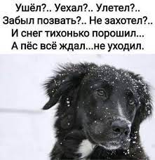 pin by elena on zhivotnye i lyudi animals animals and pets pets