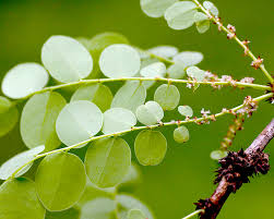 Image result for Phyllanthus engleri