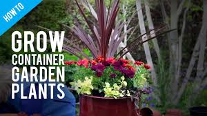 Check spelling or type a new query. How To Grow Pot Plants In A Container Garden Youtube