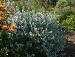 Image result for Podalyria