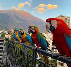 Caracas.ve - En Caracas las #guacamayas azules con amarillo son invasoras provienen del Amazonas, la roja es local de la cordillera de la costa y en medio de ellas una #guacamaya híbrida