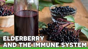Reduce las infecciones virales, incluyendo el catarro común y la gripe. Elderberry Y El Sistema Inmunologico Vida Feliz De La Salud Luckyvitamin Blog
